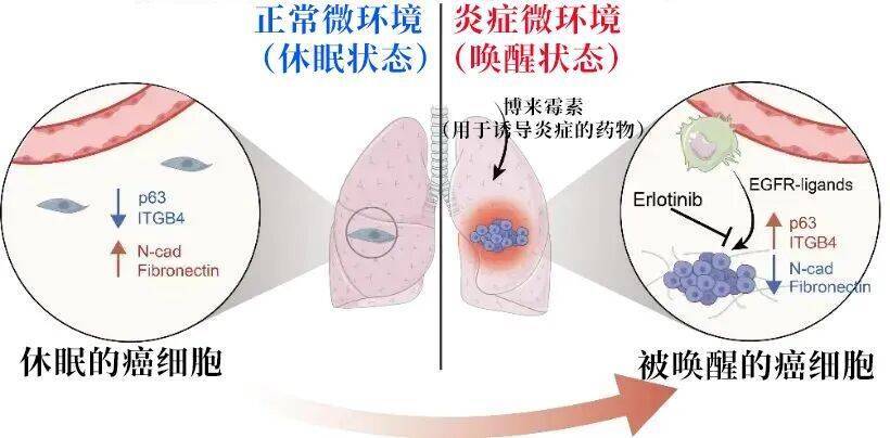 长期炎症会“唤醒”癌细胞<strong></p>
<p>虚拟币实力排名</strong>！这份抗炎指南每个人都该看看