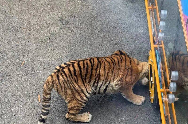 动物园观光车压碎老虎下巴<strong></p>
<p>如何炒波段虚拟币</strong>？园方：初步检查未发现重大伤情