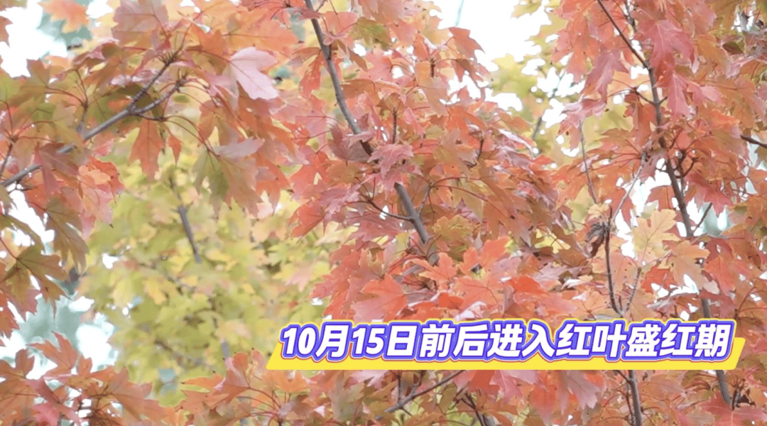 北京将迎新一轮秋雨<strong></p>
<p>虚拟火币</strong>，赏红期预告来了！