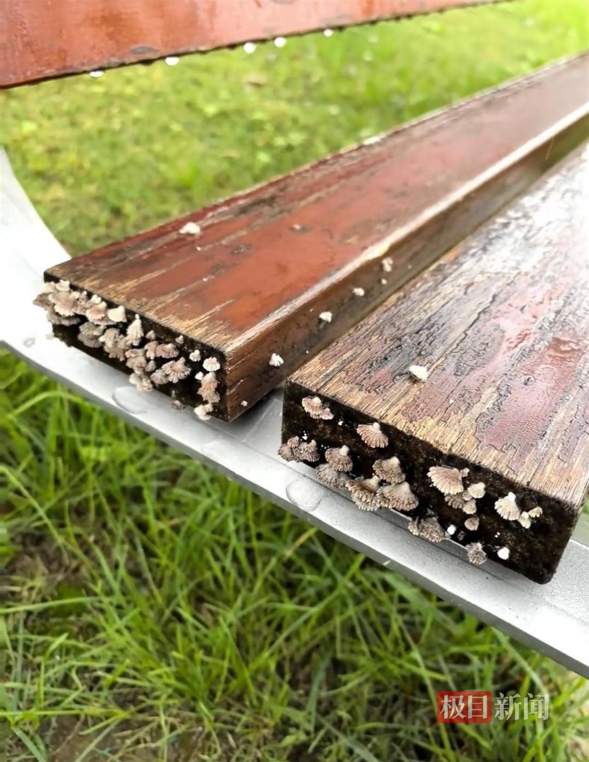 西安连续一个多月降雨遍地长蘑菇<strong></p>
<p>虚拟火币</strong>，大雁塔受潮，城墙布满青苔，气象局解释成因
