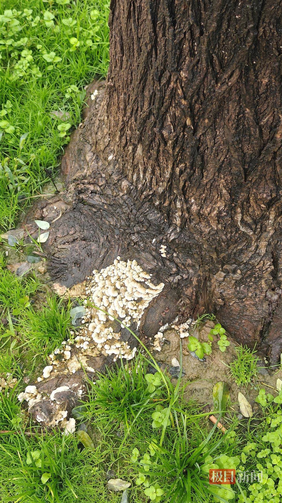 西安连续一个多月降雨遍地长蘑菇<strong></p>
<p>虚拟火币</strong>，大雁塔受潮，城墙布满青苔，气象局解释成因