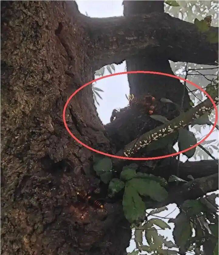 4名游客景区内遭马蜂袭击<strong></p>
<p>虚拟火币</strong>，旅游度假区：是森林公园不卖门票，蜇伤先就医后提供证据投诉