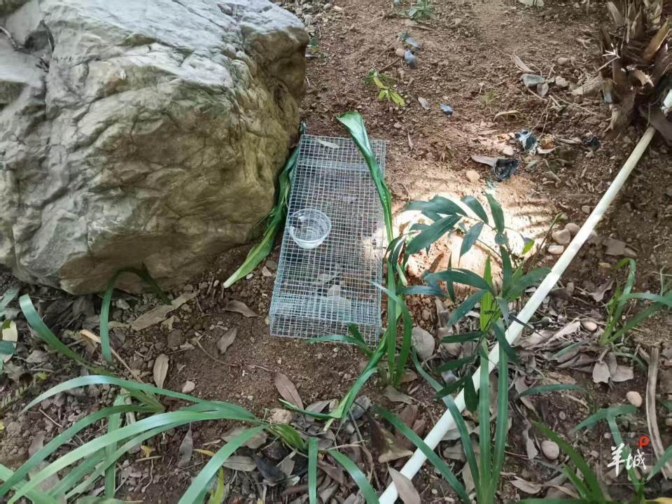 广州一小区蛇患频发：已抓超60条但未探测到蛇窝位置<strong></p>
<p>诺贝尔币虚拟货币发行</strong>，多方介入
