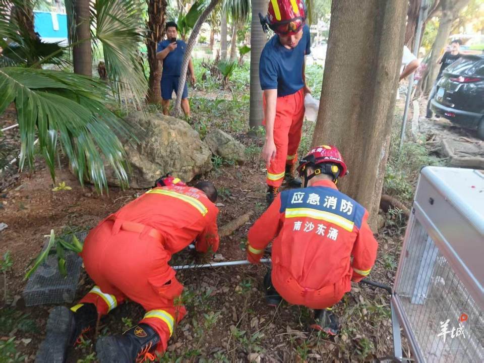 广州一小区蛇患频发：已抓超60条但未探测到蛇窝位置<strong></p>
<p>诺贝尔币虚拟货币发行</strong>，多方介入