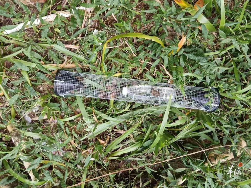 广州一小区蛇患频发：已抓超60条但未探测到蛇窝位置<strong></p>
<p>诺贝尔币虚拟货币发行</strong>，多方介入
