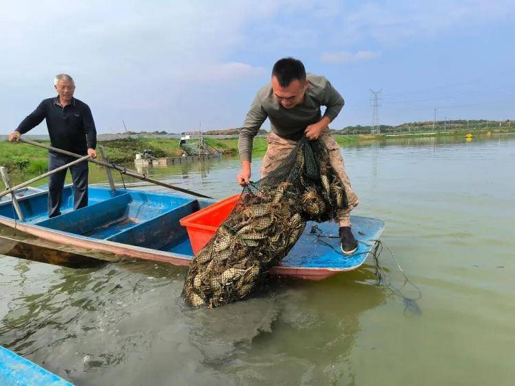 武汉江夏一地大闸蟹大量上市<strong></p>
<p>虚拟货币炒币经验</strong>，日产1000斤当天售完，每只螃蟹有自己的“身份证”，吃深海小黄鱼长大