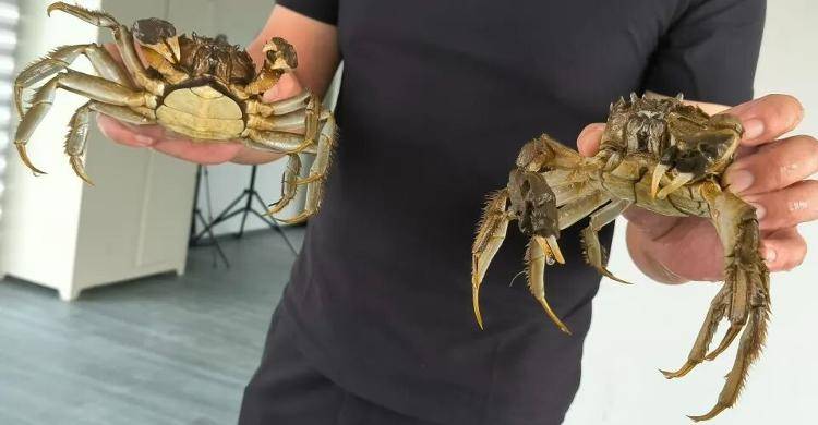 武汉江夏一地大闸蟹大量上市<strong></p>
<p>虚拟货币炒币经验</strong>，日产1000斤当天售完，每只螃蟹有自己的“身份证”，吃深海小黄鱼长大