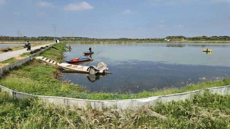 武汉江夏一地大闸蟹大量上市<strong></p>
<p>虚拟货币炒币经验</strong>，日产1000斤当天售完，每只螃蟹有自己的“身份证”，吃深海小黄鱼长大