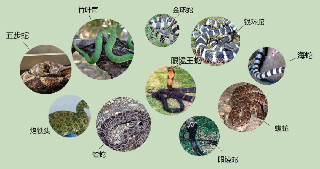 女子半夜上厕所<strong></p>
<p>虚拟币软搬砖</strong>，马桶里突然窜出一条蛇！