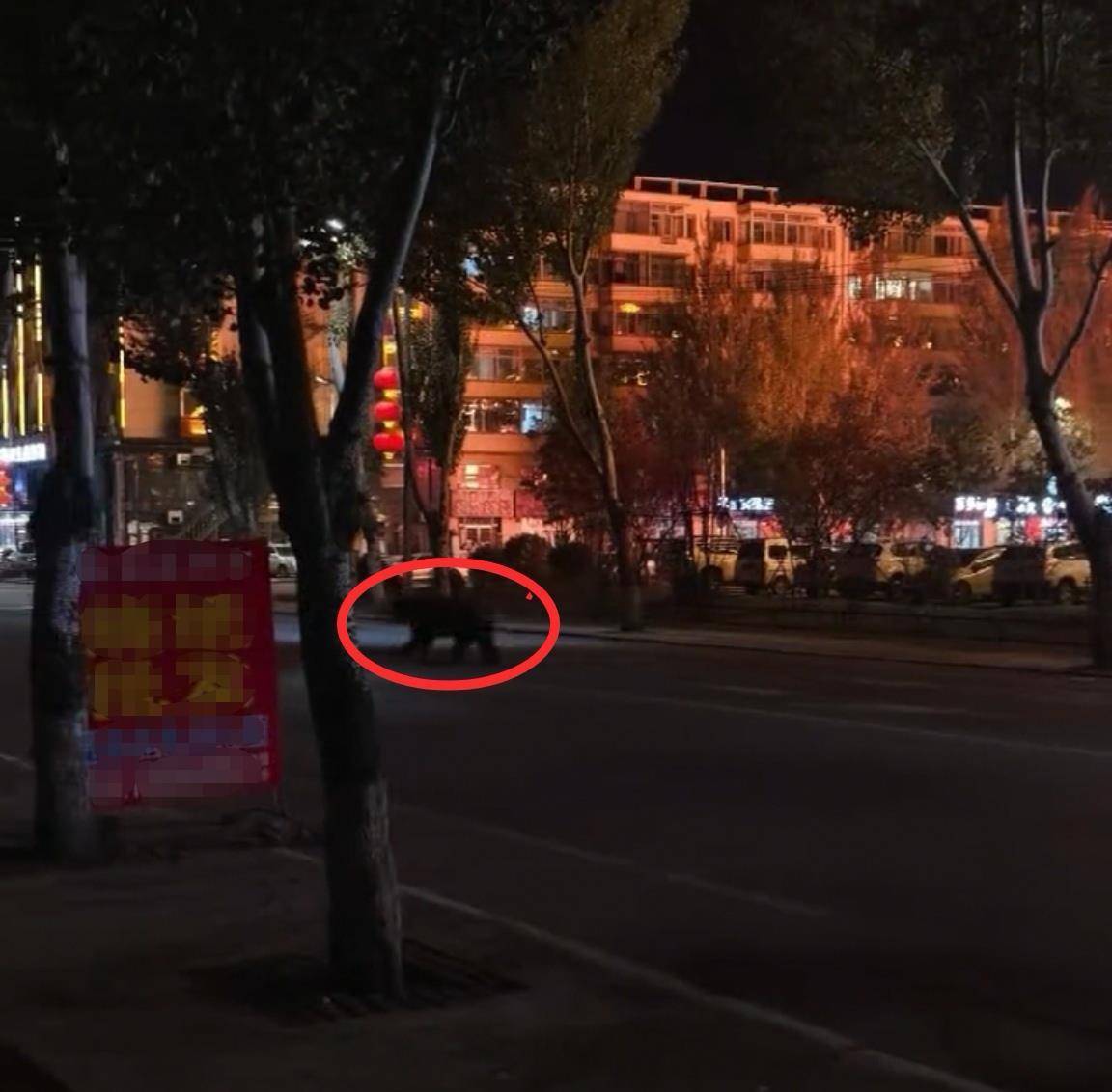 大黑熊夜里独闯黑龙江一县城闹市区<strong></p>
<p>虚拟币</strong>，警方连开10多枪击毙，回应为何没用麻醉枪