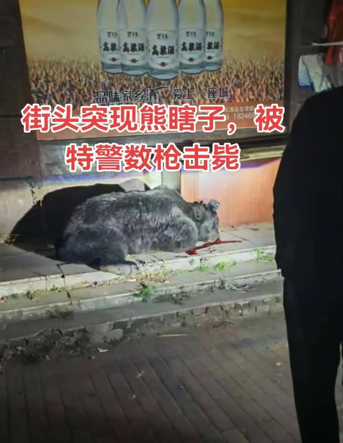 大黑熊夜里独闯黑龙江一县城闹市区<strong></p>
<p>虚拟币</strong>，警方连开10多枪击毙，回应为何没用麻醉枪