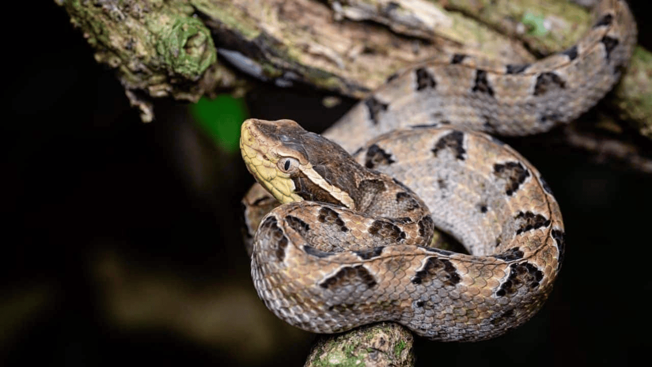 泰国女子在ATM机取钱<strong></p>
<p>发布教程</strong>，取款口突然窜出一条蛇
