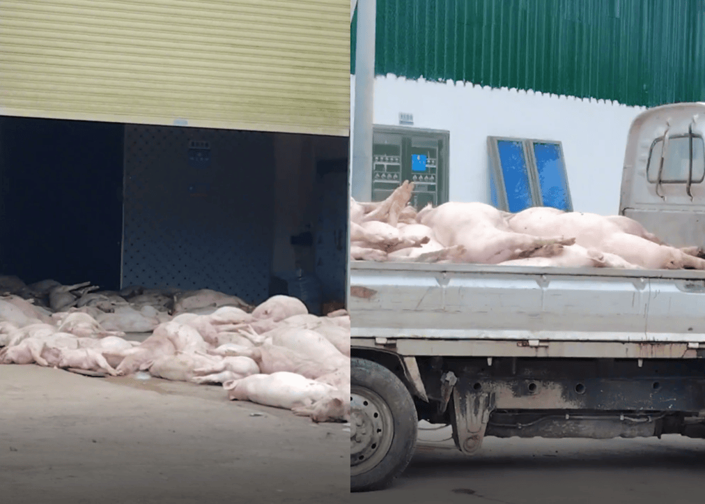 广东一食品企业出现大量死猪事件追踪：公安部门介入侦办<strong></p>
<p>虚拟币发行风险</strong>，企业负责人被控制