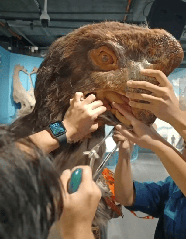 被卡住了<strong></p>
<p>虚拟币发行风险</strong>！广州一游客把手伸进恐龙模型嘴中