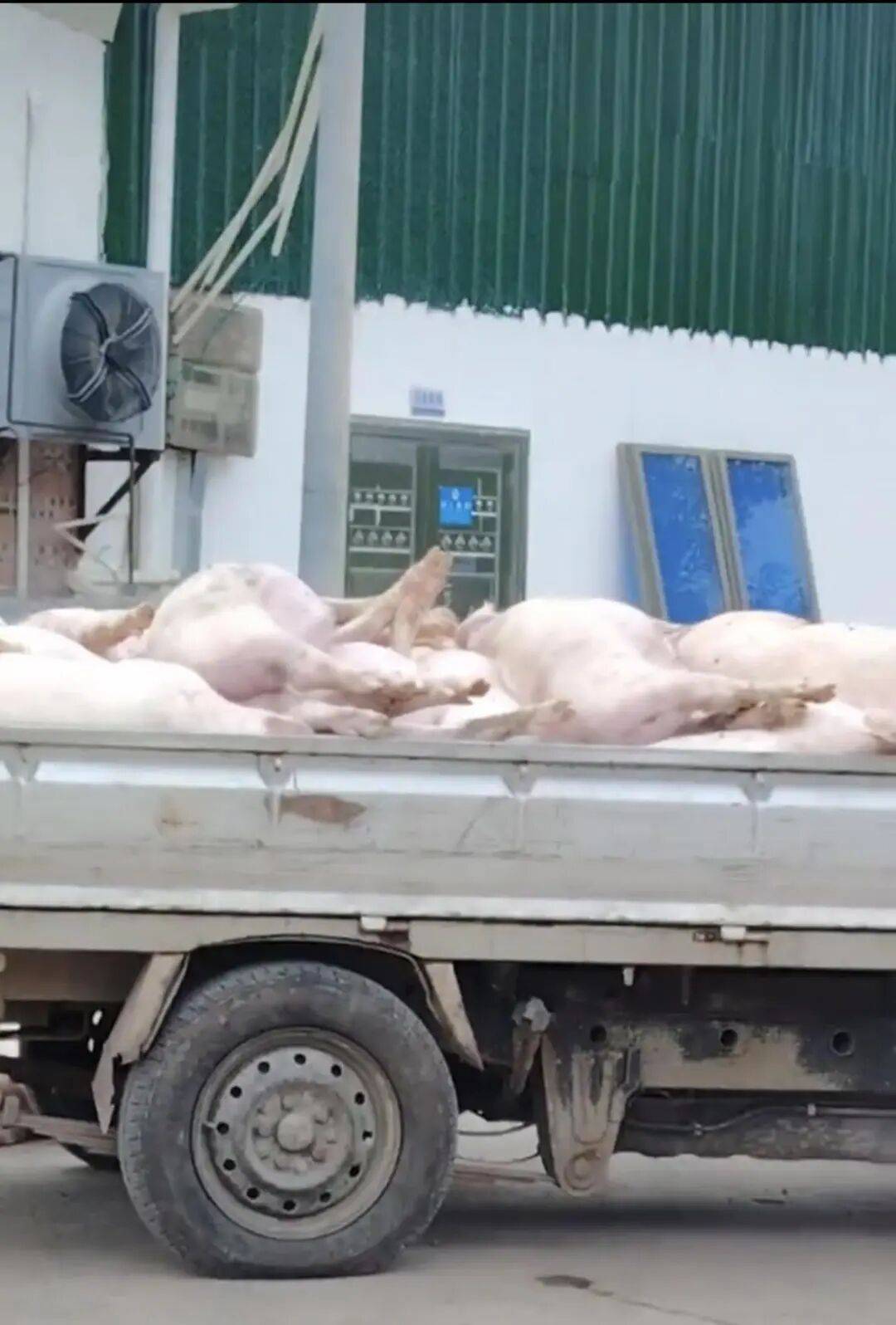 广东一肉联公司门口堆满死猪<strong></p>
<p>虚拟币如何低买高卖</strong>,官方:7人被控制