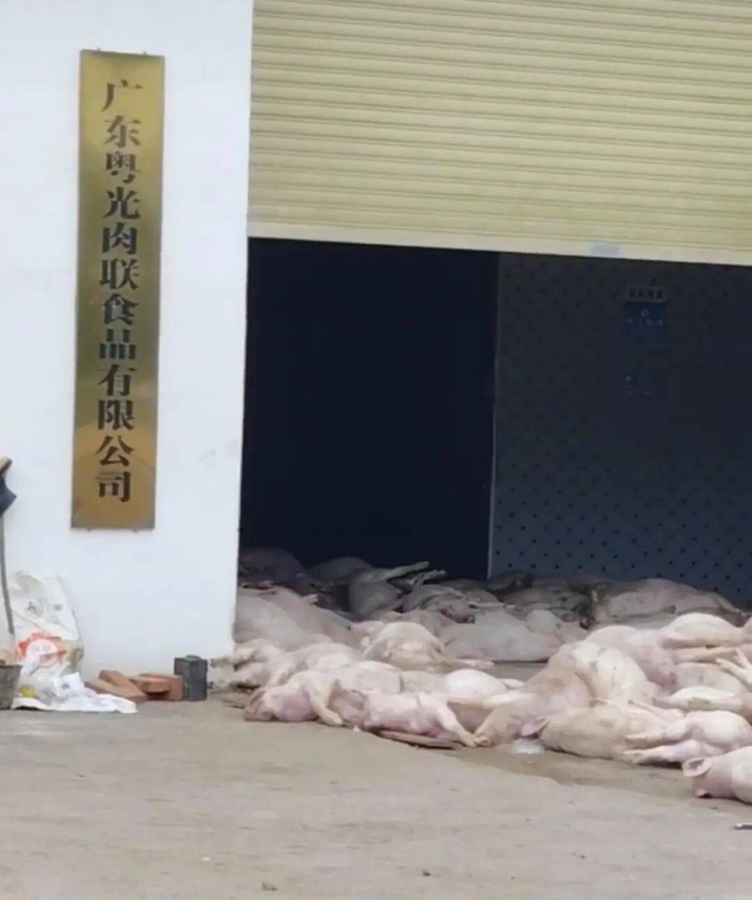 广东一肉联公司门口堆满死猪<strong></p>
<p>虚拟币如何低买高卖</strong>,官方:7人被控制