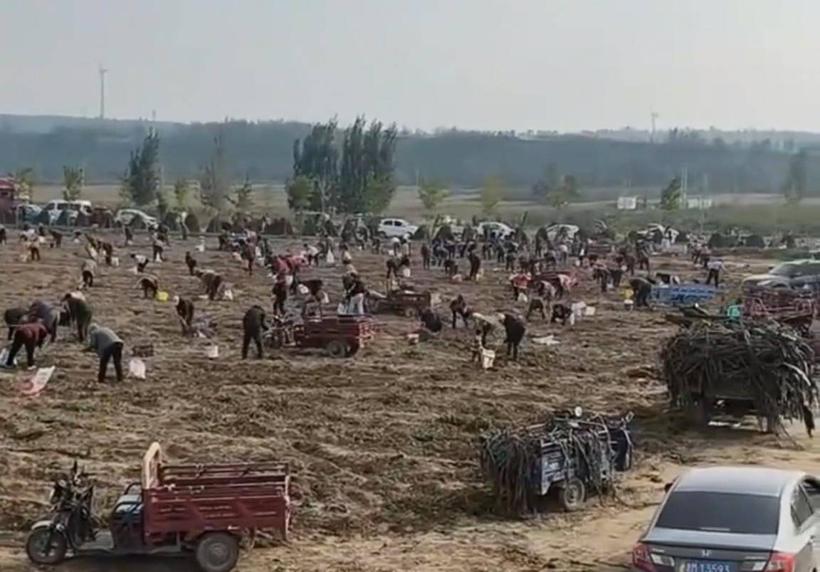 数百人冲进地里捡红薯<strong></p>
<p>洋老板商城虚拟币</strong>,田主称是秋收剩下的,网友:免费翻地,利人利己