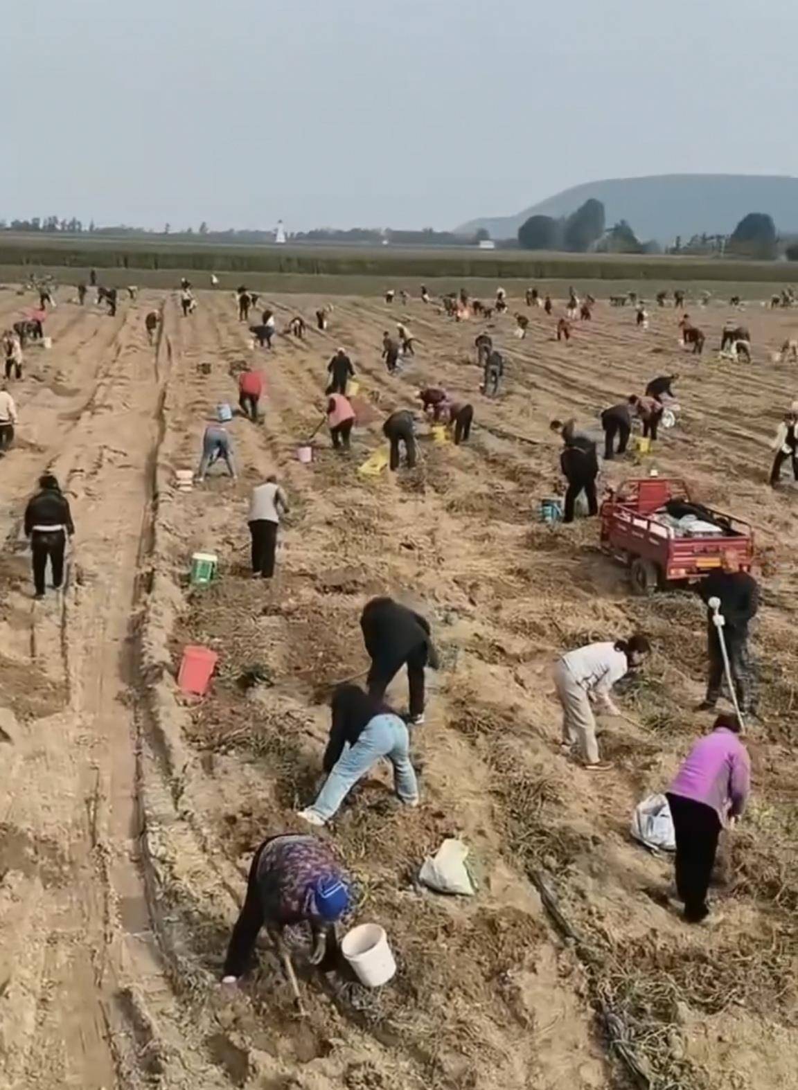 数百人冲进地里捡红薯<strong></p>
<p>洋老板商城虚拟币</strong>,田主称是秋收剩下的,网友:免费翻地,利人利己