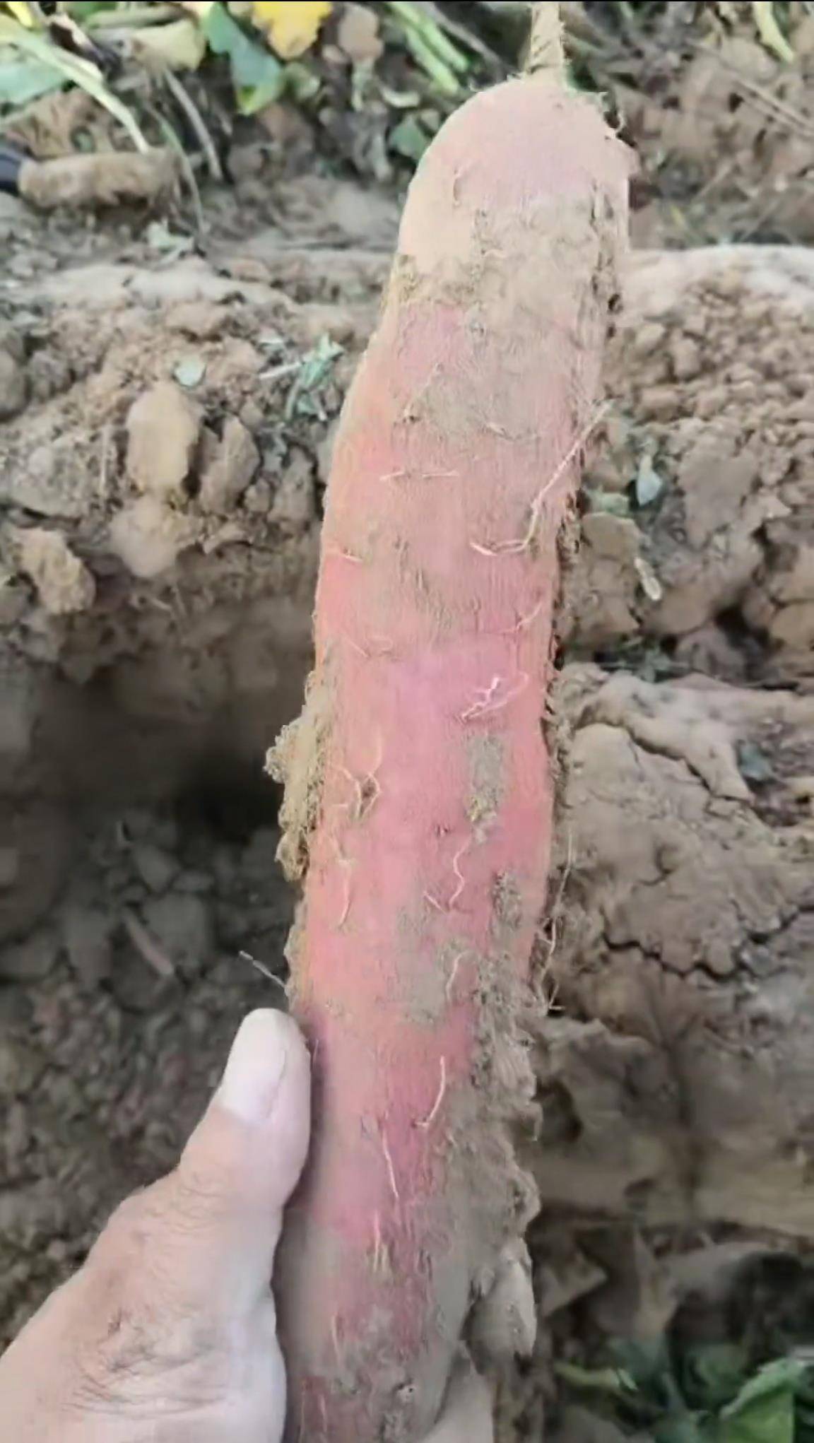 数百人冲进地里捡红薯<strong></p>
<p>洋老板商城虚拟币</strong>,田主称是秋收剩下的,网友:免费翻地,利人利己