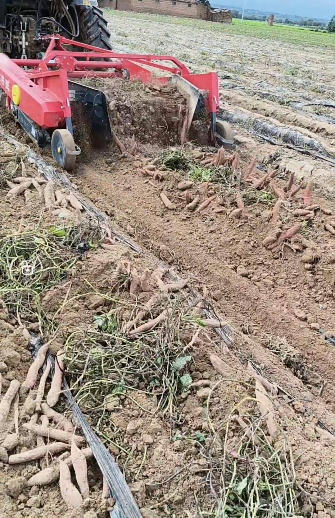 数百人冲进地里捡红薯<strong></p>
<p>洋老板商城虚拟币</strong>,田主称是秋收剩下的,网友:免费翻地,利人利己