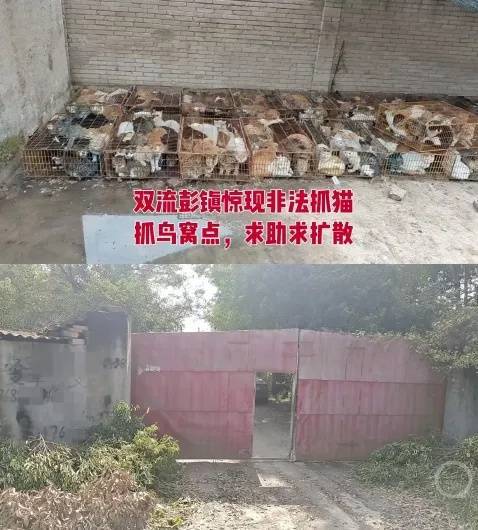 “成都一空置房非法囤猫”?官方通报:共发现被困小猫102只<strong></p>
<p>洋老板商城虚拟币</strong>,未发现虐猫行为