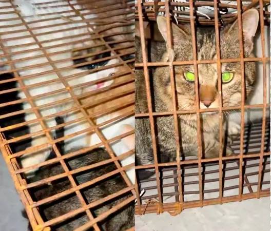 “成都一空置房非法囤猫”?官方通报:共发现被困小猫102只<strong></p>
<p>洋老板商城虚拟币</strong>,未发现虐猫行为