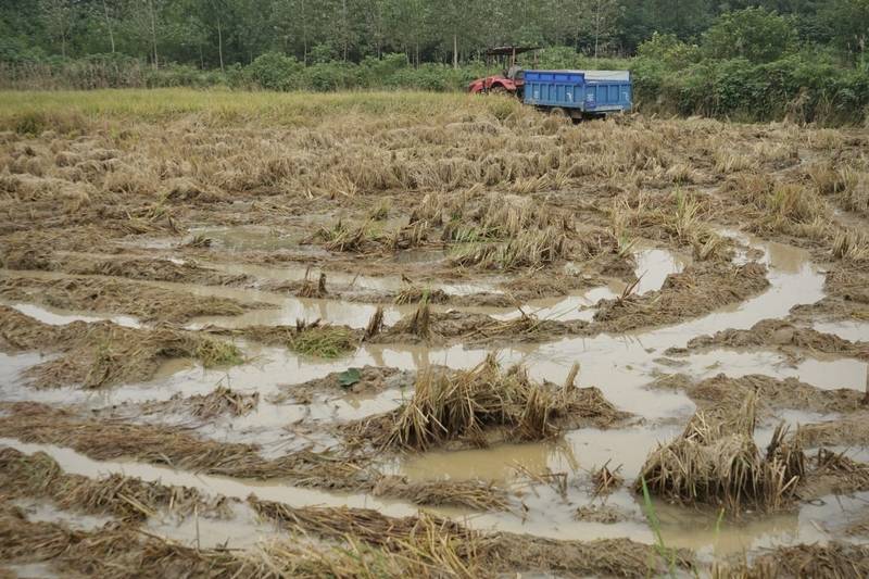 阴雨50天<strong></p>
<p>根源链虚拟币上火币</strong>,他用3200块救回30万斤玉米