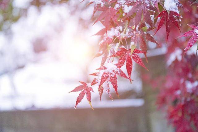 百年难遇“早立冬”来了<strong></p>
<p>虚拟币ebt</strong>！有啥讲究？早看早准备！