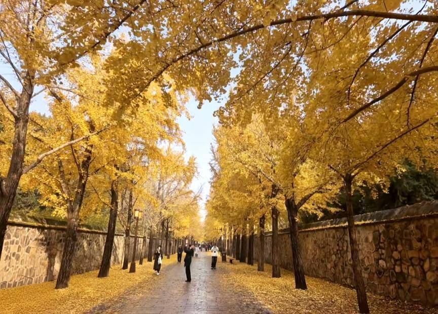 满大街都是银杏树<strong></p>
<p>xvg虚拟币价格</strong>，为什么还是濒危物种？