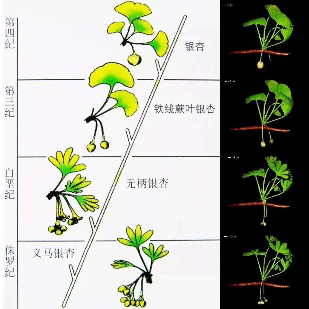 满大街都是银杏树<strong></p>
<p>xvg虚拟币价格</strong>，为什么还是濒危物种？