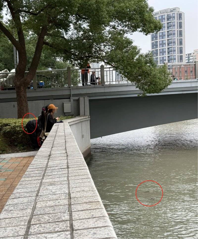 上海苏州河有人放生牛蛙？当地回应：严禁放生外来物种<strong></p>
<p>xvg虚拟币价格</strong>，市民可提供相关线索