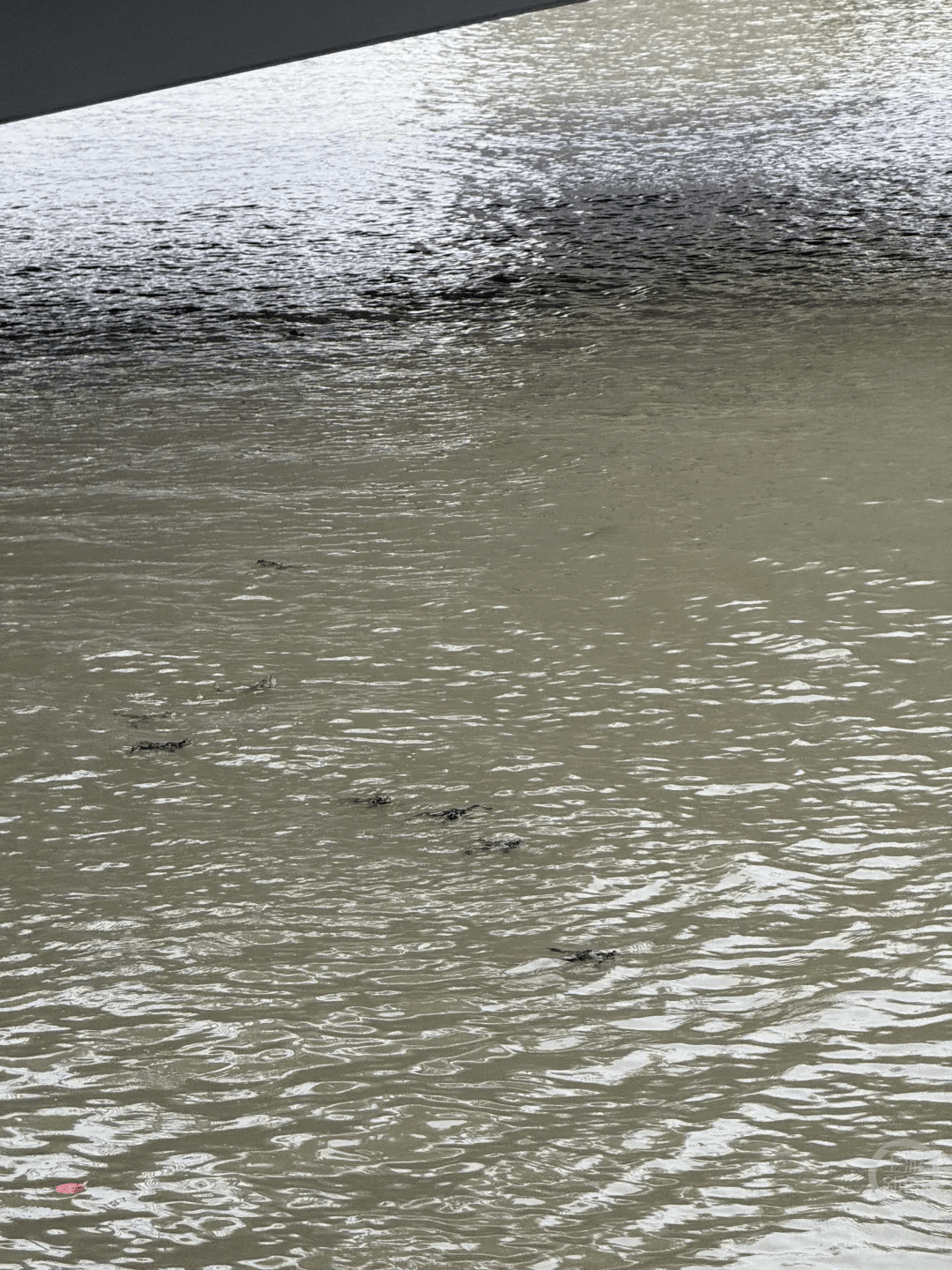 上海苏州河有人放生牛蛙？当地回应：严禁放生外来物种<strong></p>
<p>xvg虚拟币价格</strong>，市民可提供相关线索