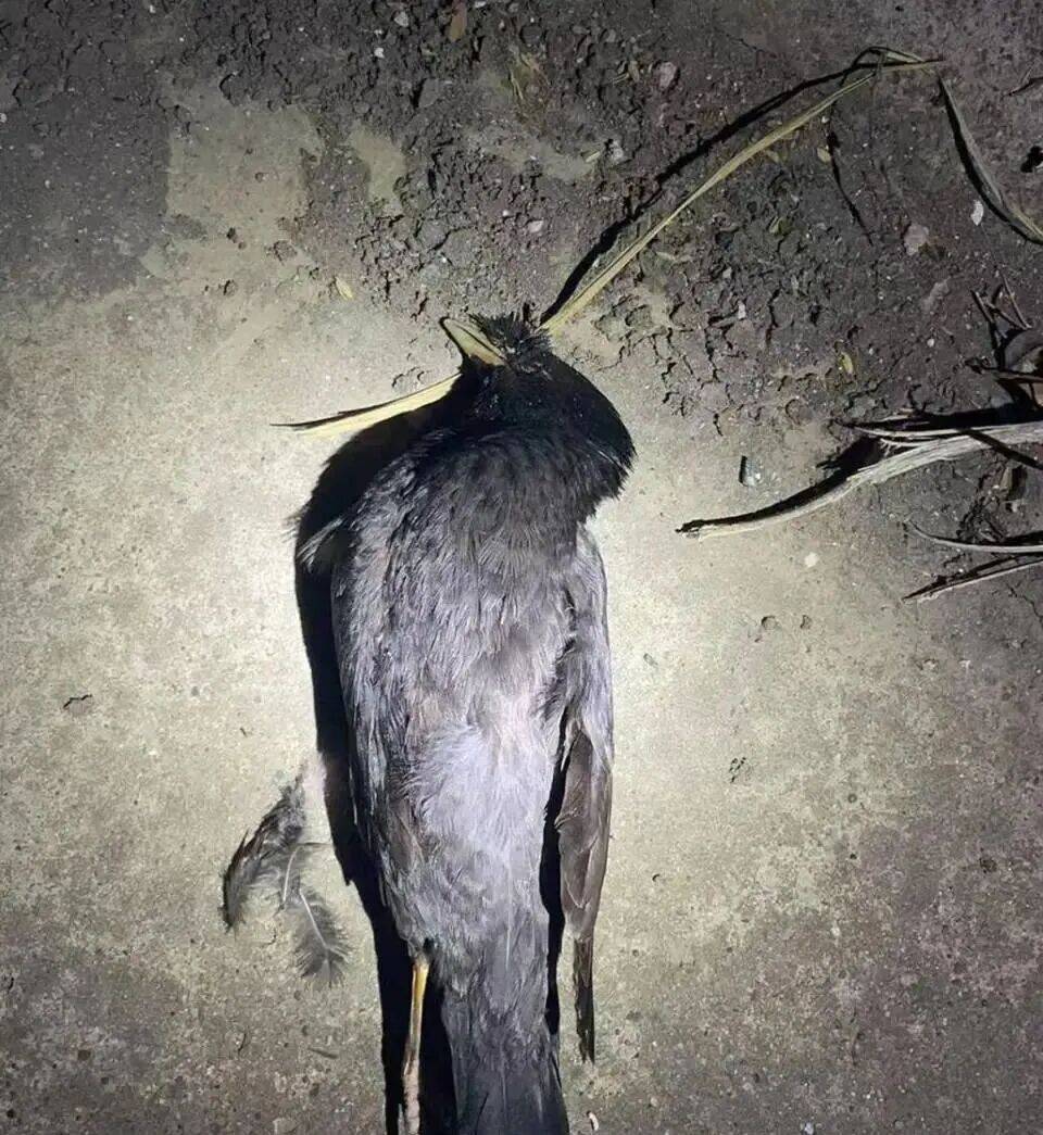 打开冰箱后民警懵了<strong></p>
<p>主流虚拟币</strong>！男子"攒"了44只国家保护动物,供自己食用...