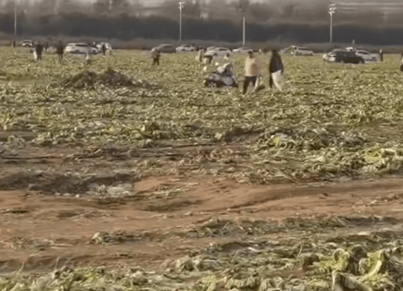 免费摘白菜视频热传<strong></p>
<p>虚拟币套利交易软件</strong>，菜地承包者称“损失近100万元”，当地通报