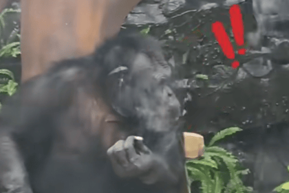 大猩猩抽烟手法娴熟？广西南宁动物园：从小在领养家庭学会抽烟喝酒<strong></p>
<p>虚拟币扭曲市场</strong>，会派人制止