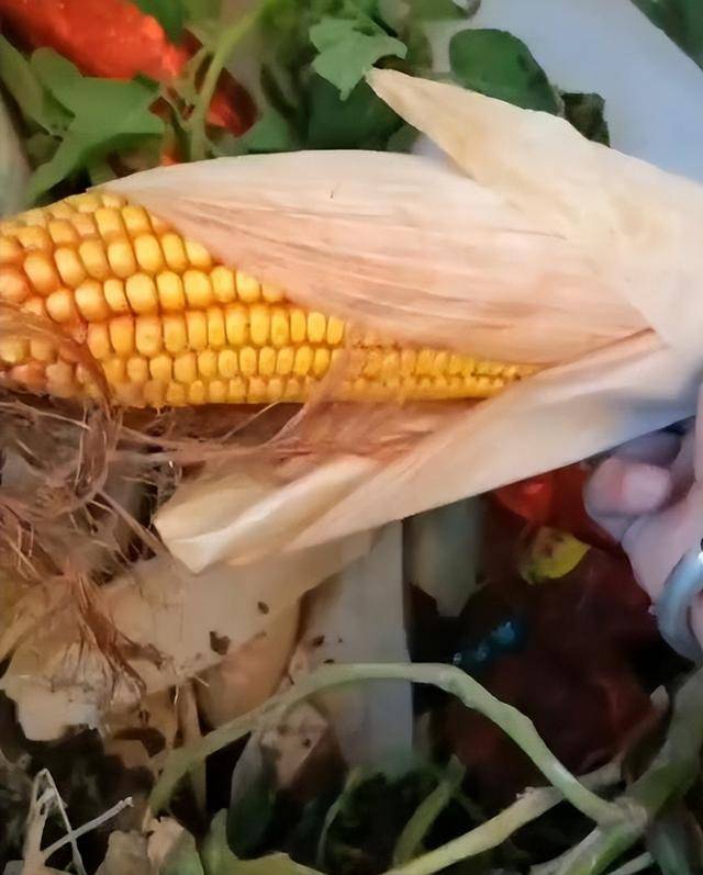 女子疑因拍亲姑姑偷玉米遭姑父棍杀<strong></p>
<p>虚拟币中逆市</strong>，邻居欲报警也遇害