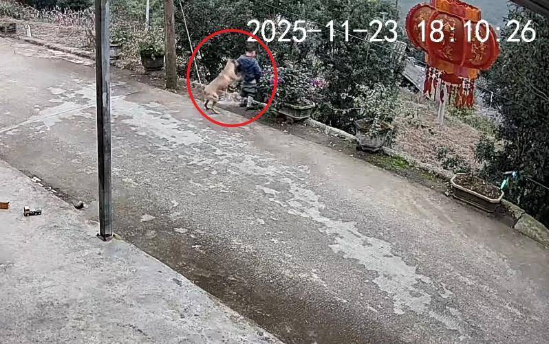 男童路边撒尿遭自家狗狗“偷袭”<strong></p>
<p>在哪个app买虚拟币</strong>，从背后推下近2米的高坎，家长：孩子没受伤