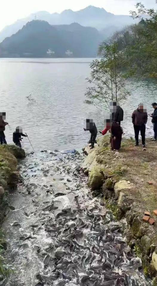 都江堰一水库被放生万斤外来物种埃及塘鲺？官方澄清：已进行阻止和打捞<strong></p>
<p>虚拟币线图讲解</strong>，经鉴定是本地八须鲶