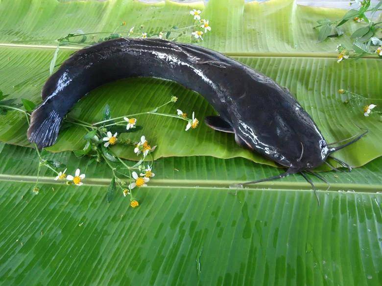 都江堰一水库被放生万斤外来物种埃及塘鲺？官方澄清：已进行阻止和打捞<strong></p>
<p>虚拟币线图讲解</strong>，经鉴定是本地八须鲶