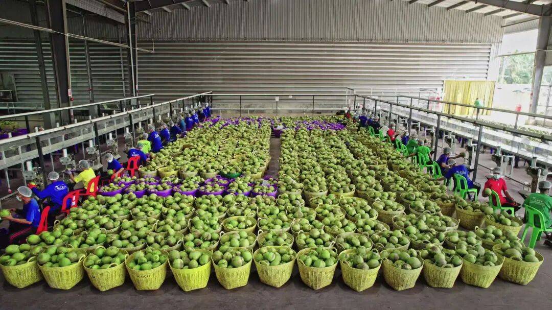 椰子水之外<strong></p>
<p>查询虚拟币</strong>，大公司争夺40亿元生椰市场