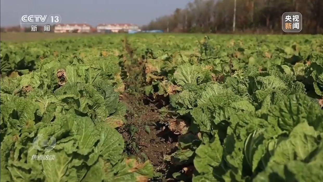 单棵售价超百元<strong></p>
<p>查询虚拟币</strong>，起底“套牌白菜”背后的销售套路