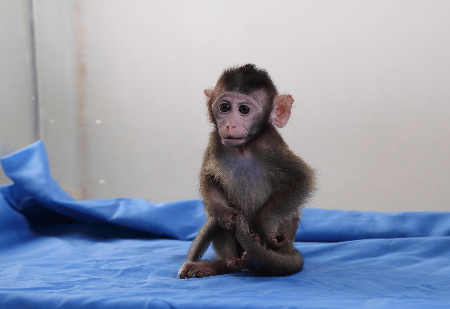 有价无猴！实验猴价格暴涨<strong></p>
<p>最新推出的虚拟币</strong>，有猴场明年的猴都被订光，繁殖率已跟不上｜调查