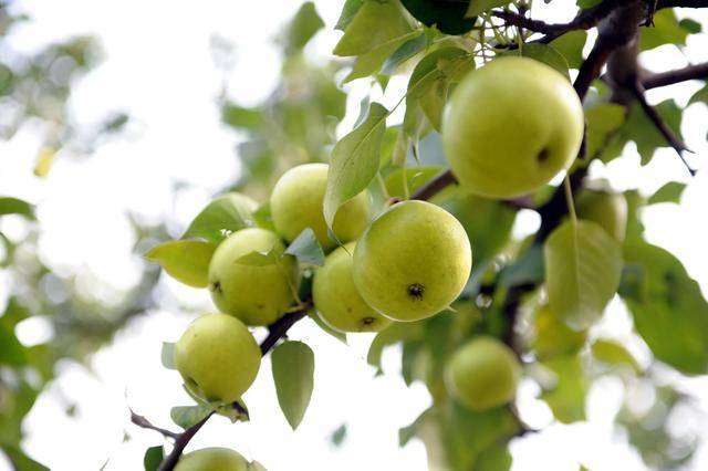 线上九成是“李鬼”!400岁京白梨再维权<strong></p>
<p>rog虚拟币</strong>,溯源码上线打假