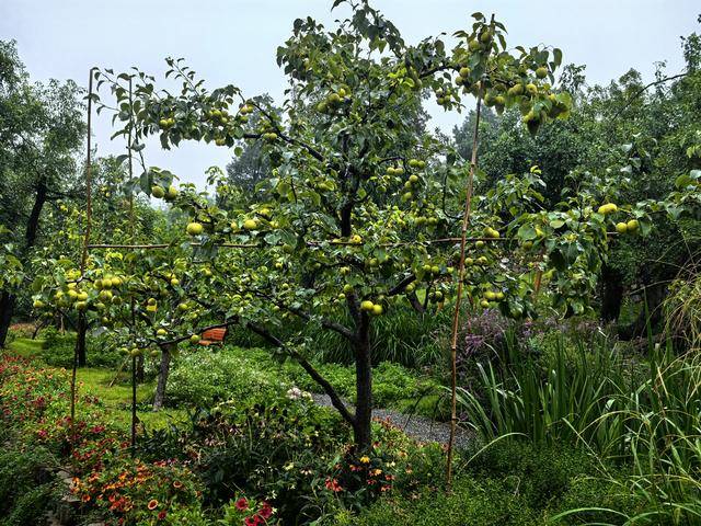 线上九成是“李鬼”!400岁京白梨再维权<strong></p>
<p>rog虚拟币</strong>,溯源码上线打假