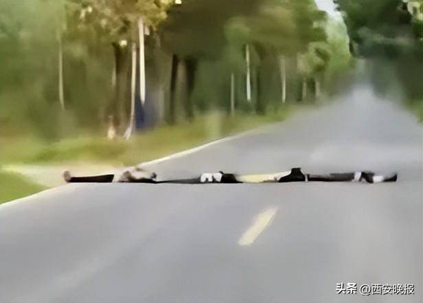 四名儿童排队横躺马路上扮演“减速带”<strong></p>
<p>凤币虚拟币</strong>，司机：“远看以为是塑料袋”